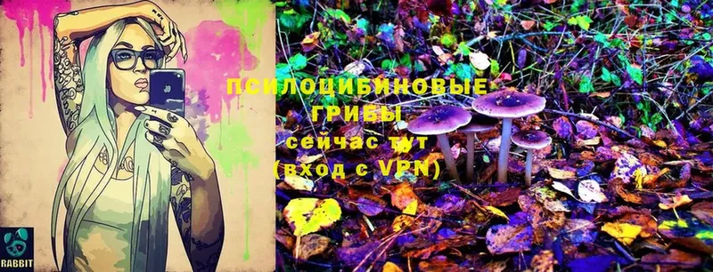 Галлюциногенные грибы Cubensis Бикин